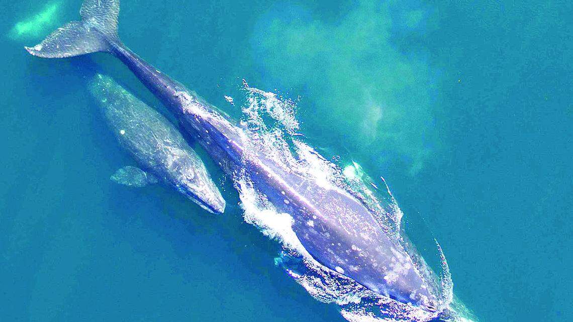 This photo of a gray whale, with her calf alongside her, was taken from a drone when the animals were en route to the Arctic.