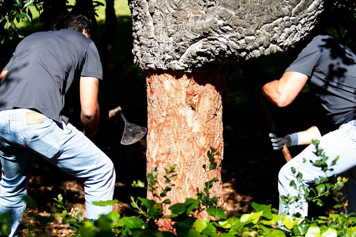 Cal Poly in San Luis Obispo hosted a rare demonstration of a cork oak tree harvest on Tuesday, May 28, 2024. João Ferreira, left, and Carlos Ferreira, right, of Cork Supply, demonstrate harvesting cork from a live cork tree grown on the Cal Poly San Luis Obispo campus.