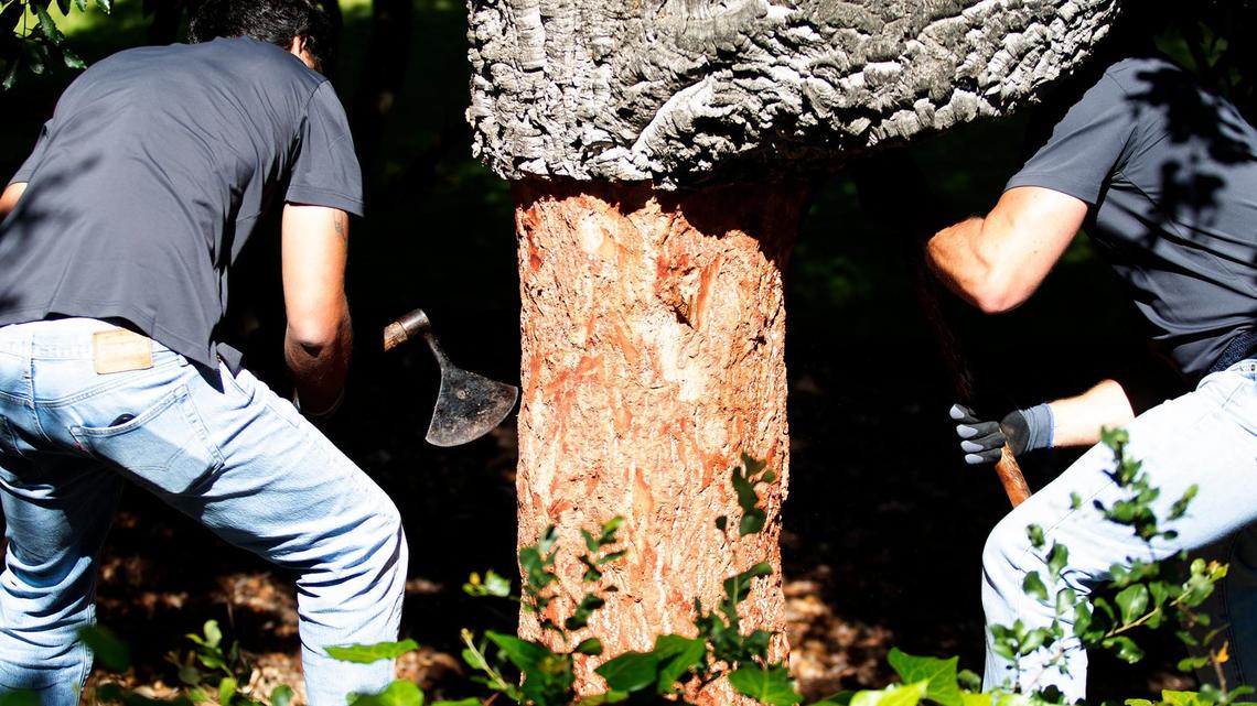 That cork from your wine bottle might come from Cal Poly. Here’s a look at how it’s harvested