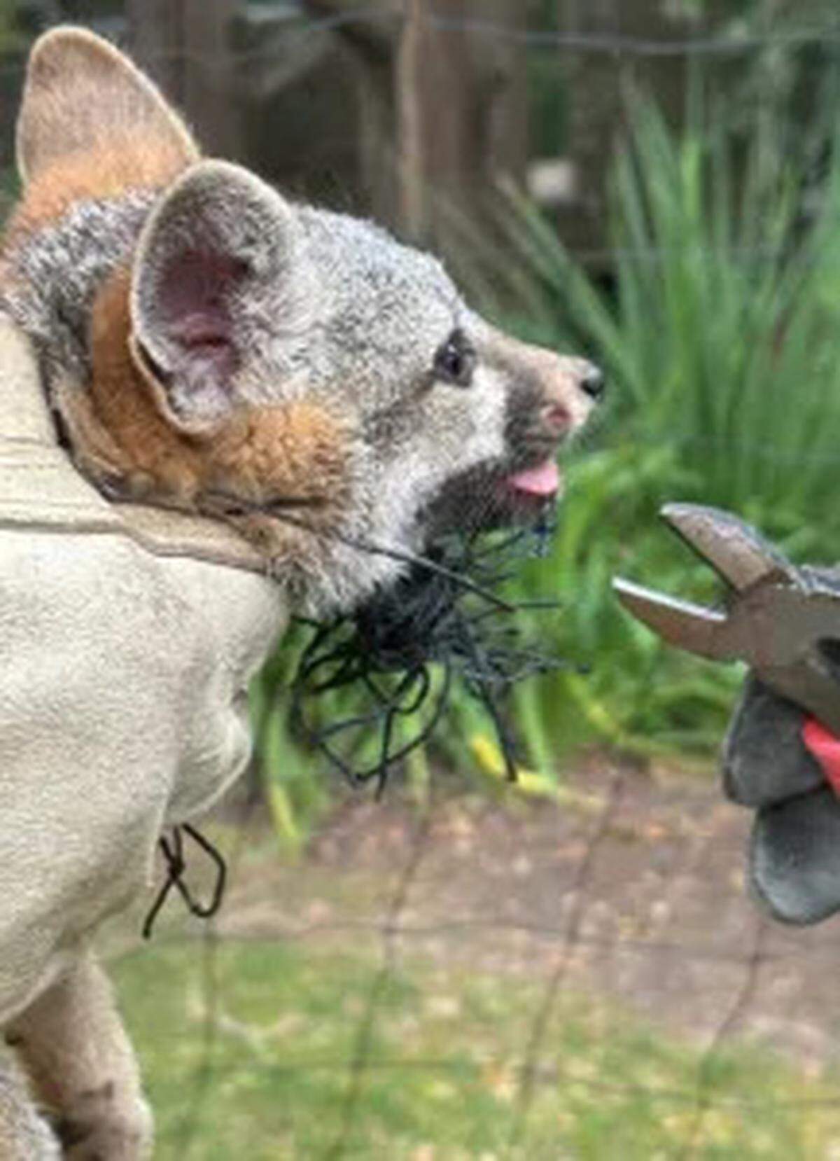 A young gray fox is cut from a soccer net in Montecito on Saturday, May 13, 2023.