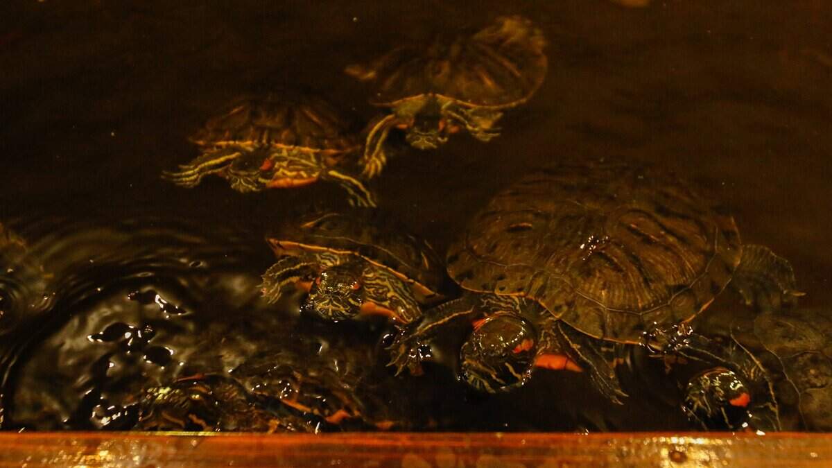 Turtles beg for snacks at BK's Reptiles and Zoo on Friday, June 12, 2026. BK's opened in Grover Beach in May, carrying reptile products and offering zoo tours.