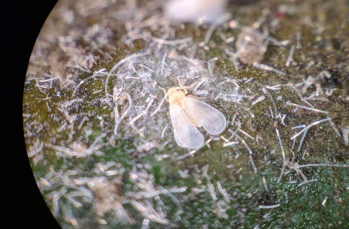 The adult form of a whitefly, the type found in downtown San Luis Obispo on ficus trees.