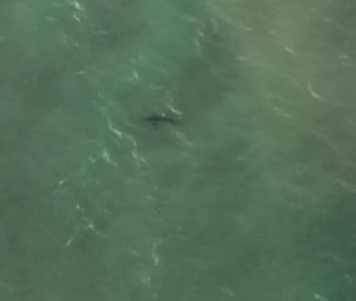 One of at least 13 large sharks spotted by a pilot swimming in the waters between Oceano and the Pismo Beach Pier on Tuesday.