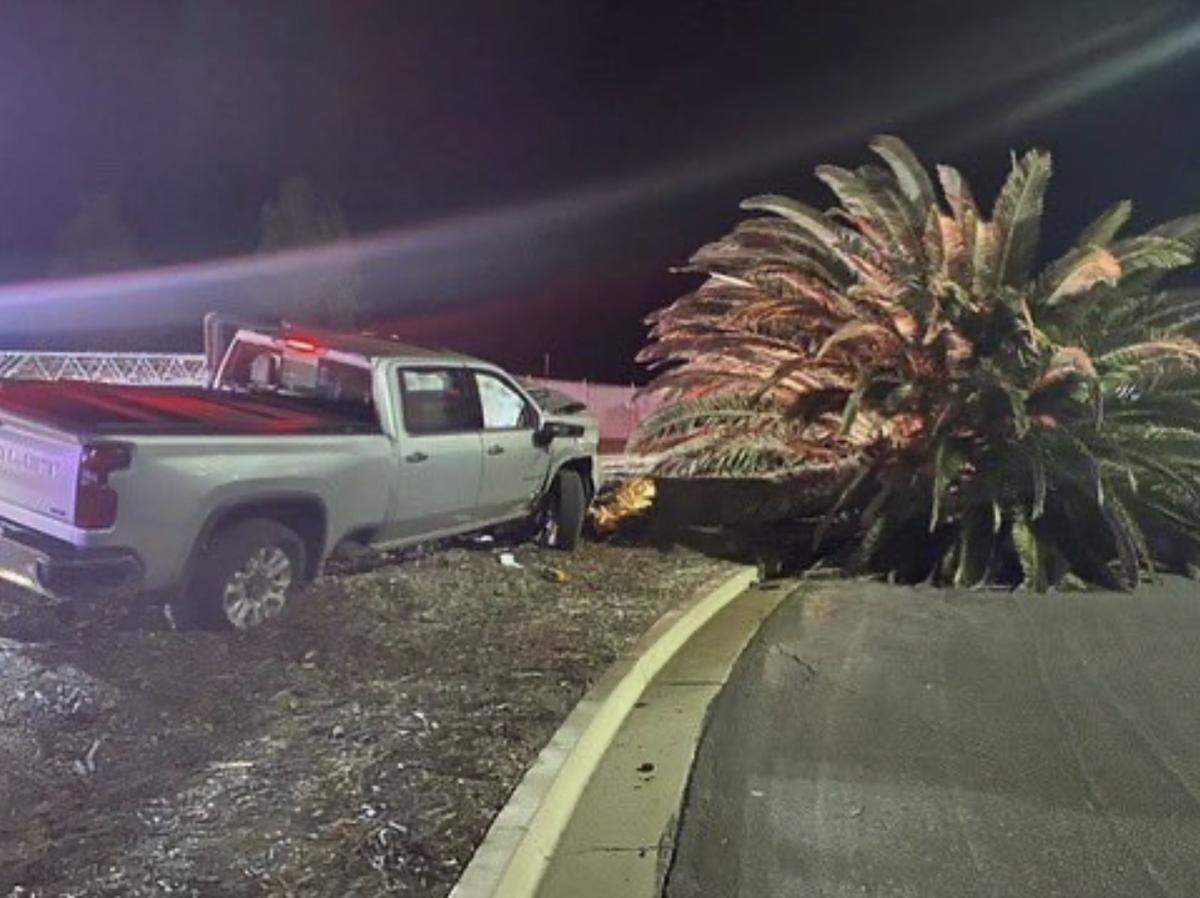 Overturned palm tree on Broad Street after DUI collision, July 23, 2022.