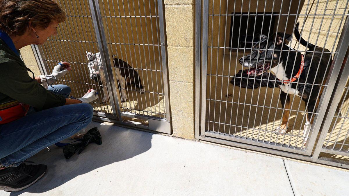 Volunteer M.J. Leimer socializes with the dogs at San Luis Obispo County’s new Animal Services Center. The facility will provide a better experience for animals, clients and staff and replaces an outdated building that dates to the 1970s.
