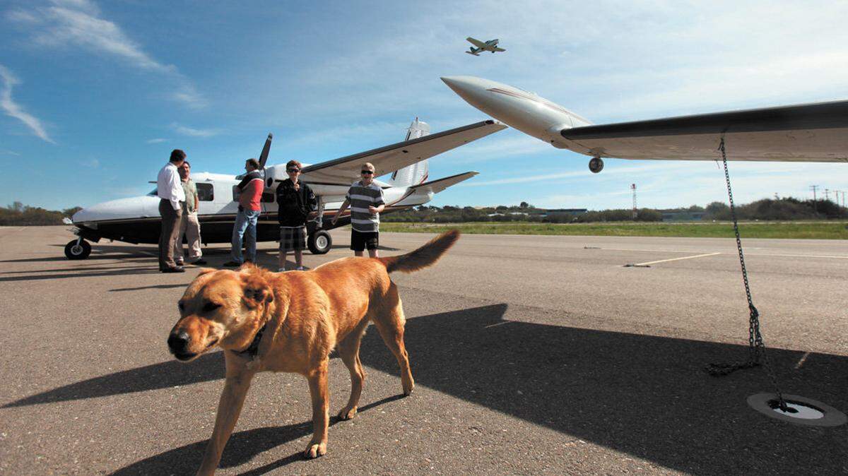 Dixie 'the flying dog' hangs out at the Oceano airport. photo Jayson Mellom 2-25-10
