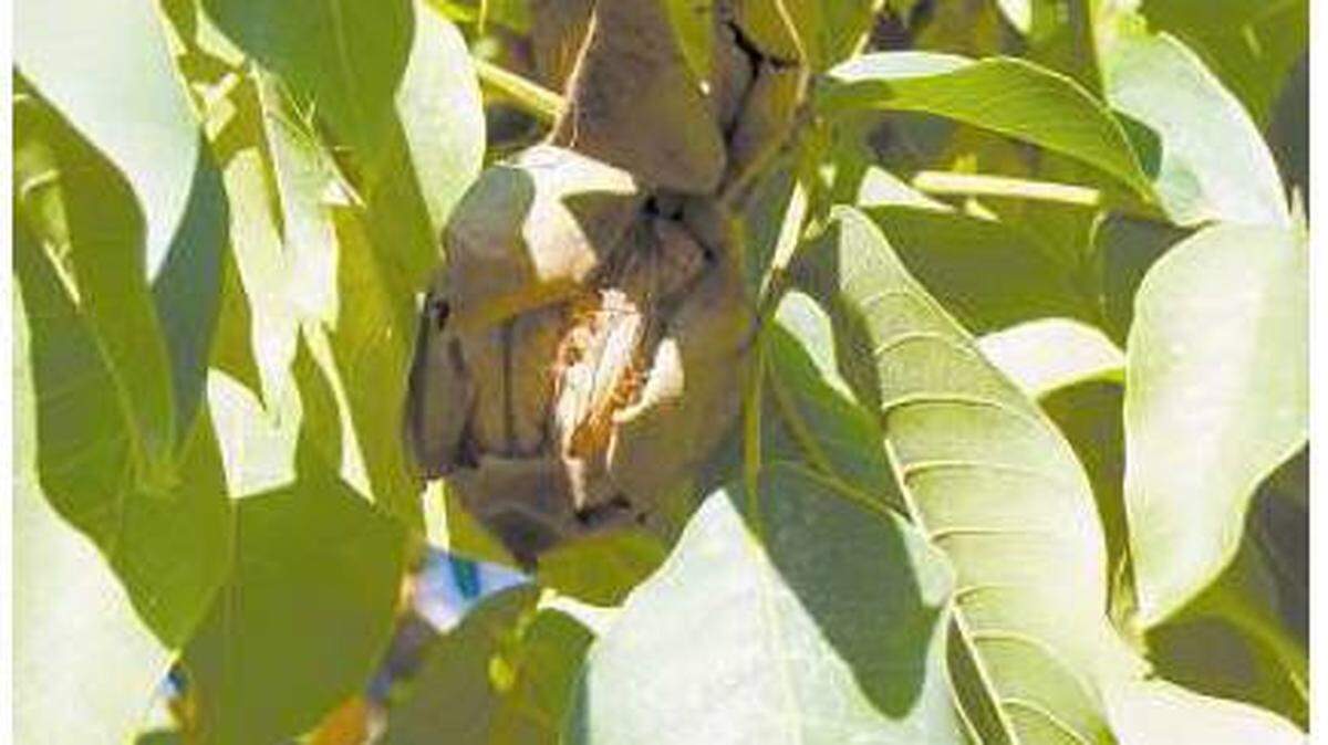 Dry farming, or letting the natural precipitation do your watering, works well for many crops, including walnuts.