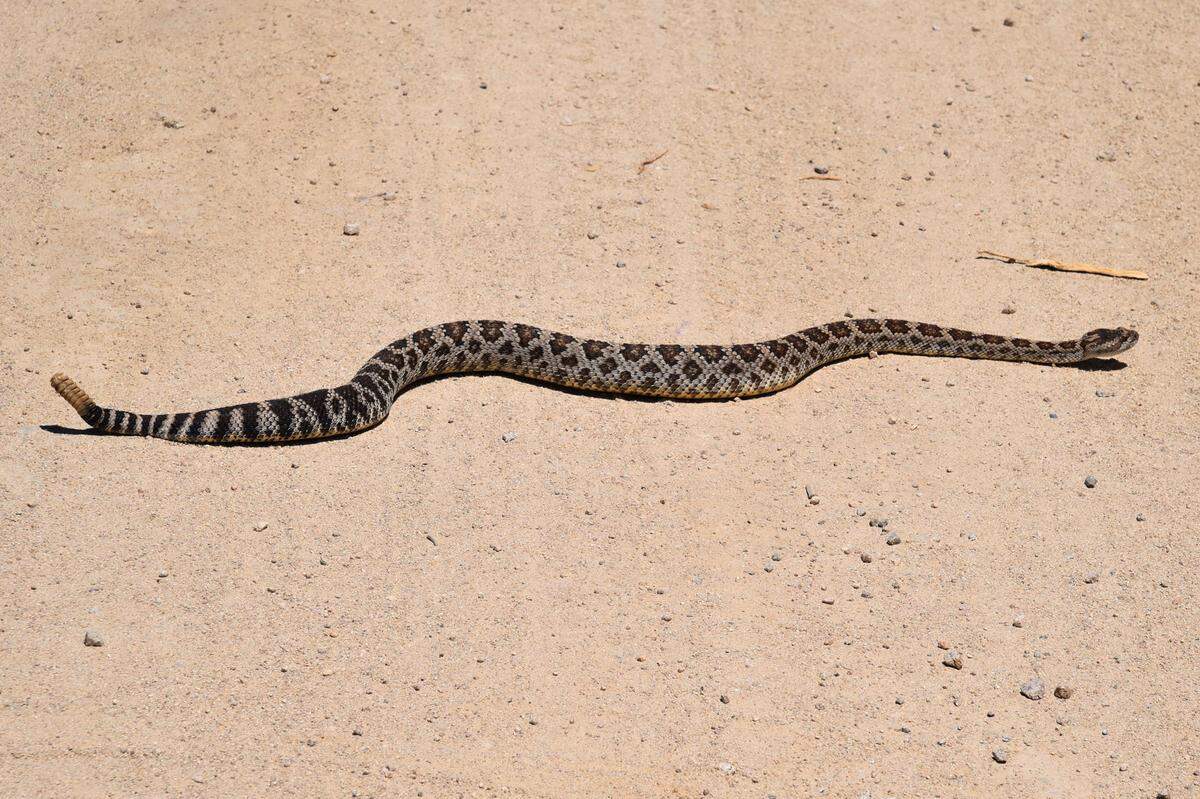 While their water resource needs are minimal, rattlesnakes “may be increasing activity because of hotter and drier weather,” according to officials.