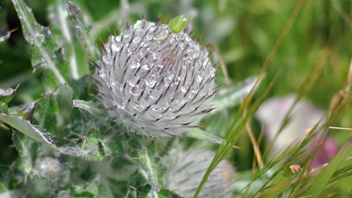 PG&E meteorologist John Lindsey took this photo of dew on a thistle at the Fiscalini Ranch Preserve in Cambria.