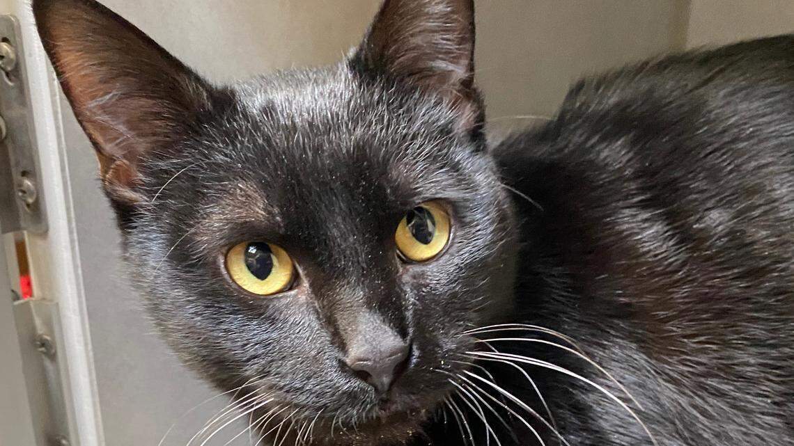 Triton the cat was clipped by a car and lost a leg. Now he needs a new home