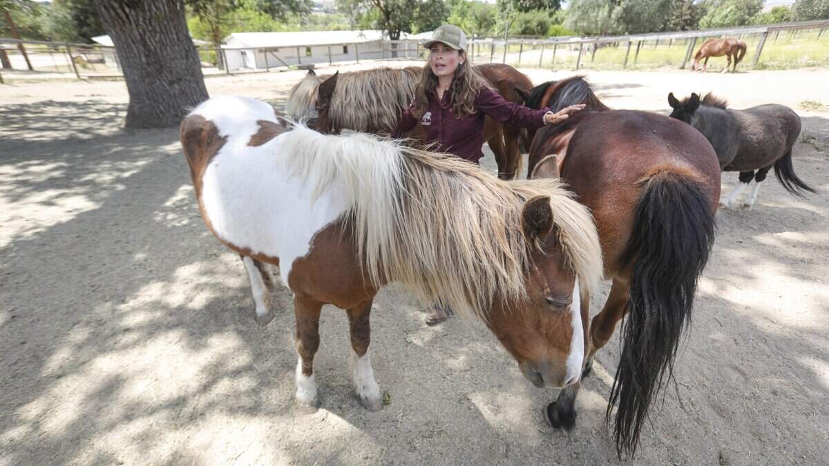 Marina Premoli is starting a north county equestrian therapy program, seen here on May 27, 2026.