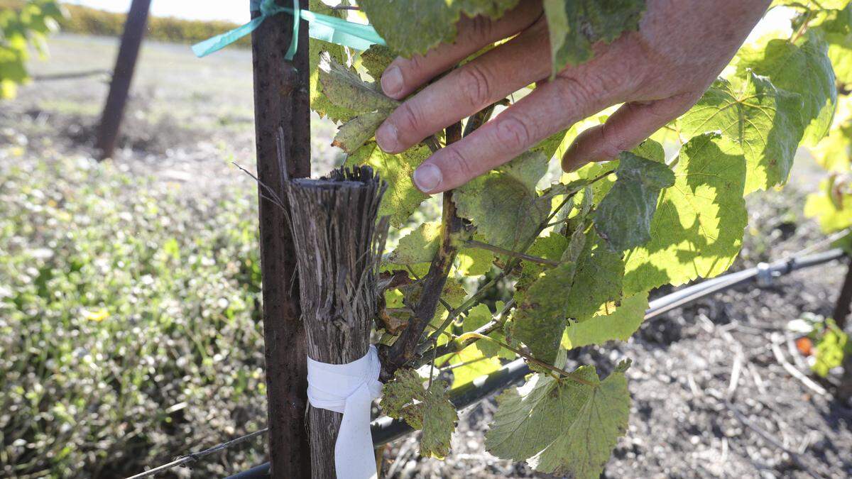 Albariño grapes were grafted onto 9-year-old Pinot Noir rootstock. One year was lost in production from the vines but the new varietal has a better market. Jim McGarry, owner-vineyard manager with Pacific Coast Farming shows visitors around Edna Valley area farming operations on Oct. 29, 2025.