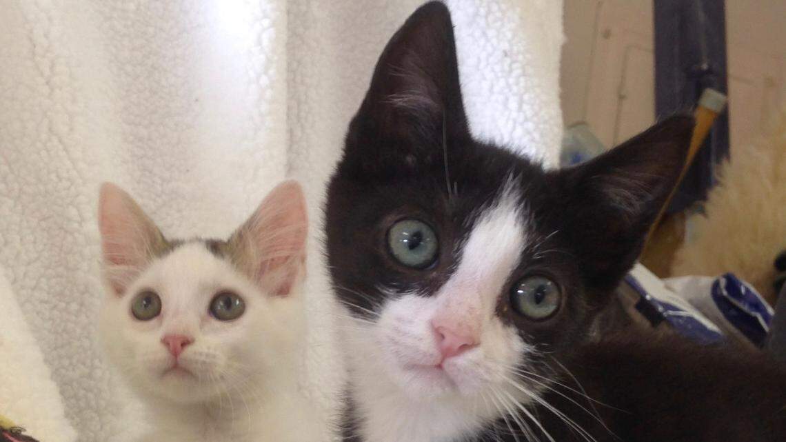 SLO County shelter offering a deal on cats, including this brother-sister kitten combo