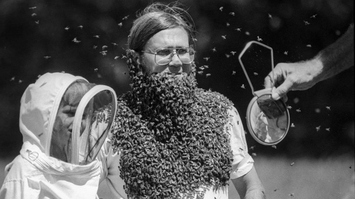 A highlight of the Western Apicultural Society’s meeting was placing queen bee hormone under the chin and attracting a swarm of worker bees creating a “bee beard.” Beekeeper Bruce Steele of Altadena was not stung as the bees swarmed around his chin. Steele and a child in a bee suit check out the look in a mirror on Aug. 17, 1990.