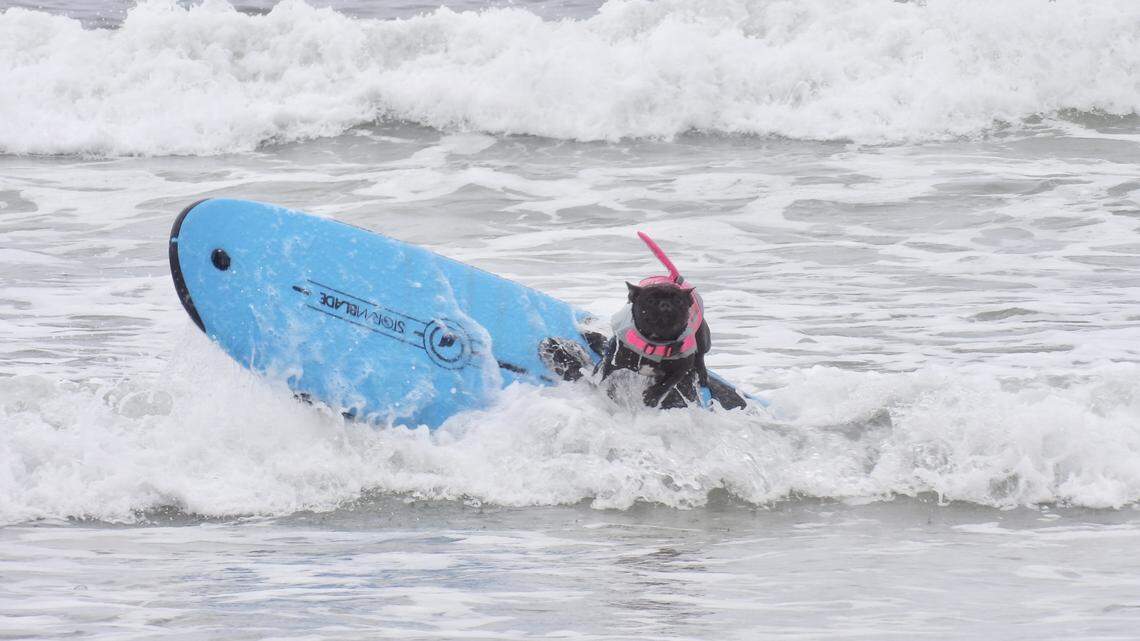 Pups catch some waves in Pismo Beach surf competition. See the adorable pics