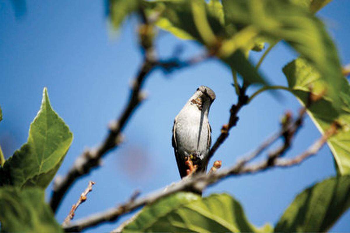 A hummingbird checks out the camera in Paso Robles.