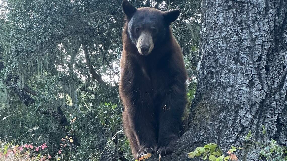 Lopez Lake has a bear problem. SLO County is spending $1.3 million to fix it