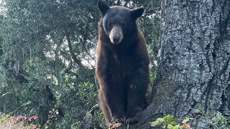 Lopez Lake has a bear problem. SLO County is spending $1.3 million to fix it