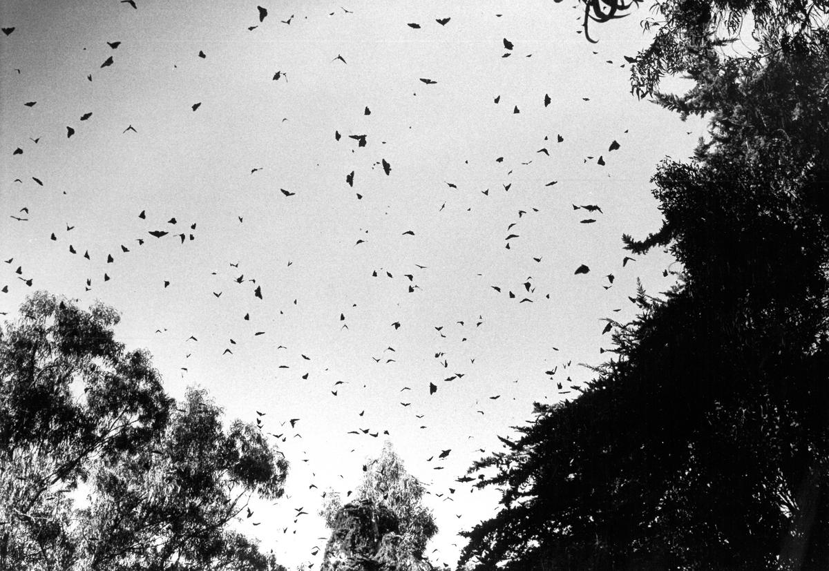 Looking like leaves at rest, monarchs fill the sky in a swirling cloud of color when disturbed. It doesn’t take much to start an aerial stampede like this. These photos are from Dec. 1989.