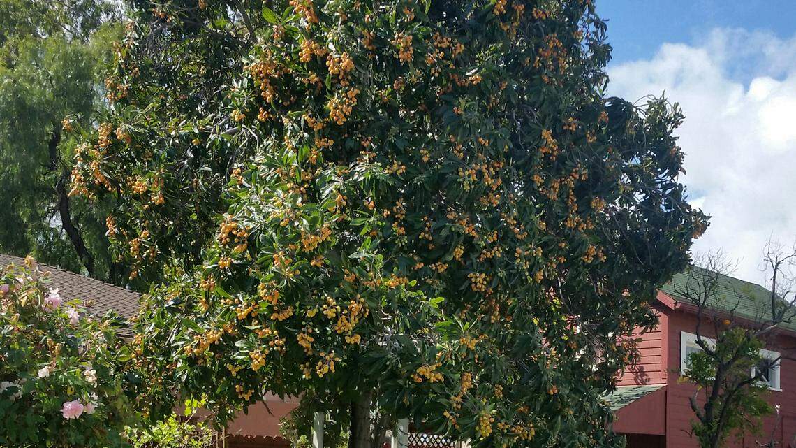 The trees of San Luis Obispo: What’s allergic, and what’s not
