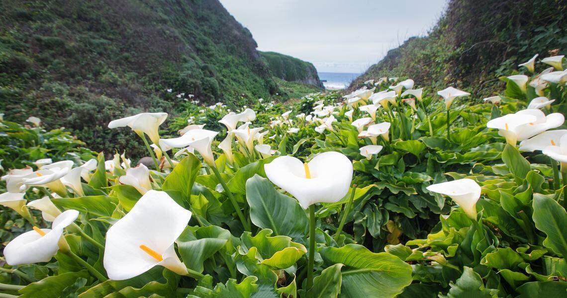 Flowers bloom at Calla Lilly Valley in Garrapata State Park.