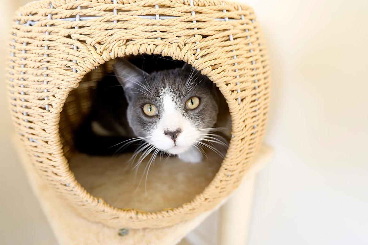 This cozy cat’s name is Pochacco. The Caffeinated Cat Cafe hosted its grand opening in Grover Beach on Dec. 14, 2024, after over a year of trying to get the business up and running.