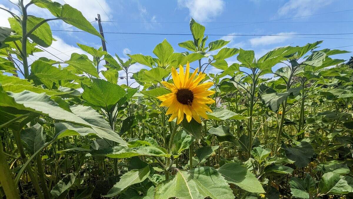 One sunflower stands above surrounding blooms as summer flowers continue opening across the patch in Atascadero.