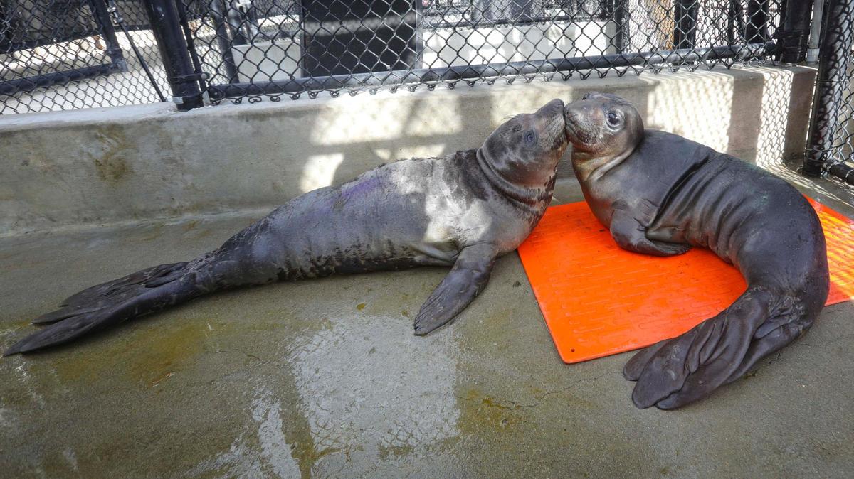 Northern elephant seal pups the Marine Mammal Center in Morro Bay have a conversation March 11, 2024. Pups in need of specialized care will be transferred to the center’s hospital in Sausalito.