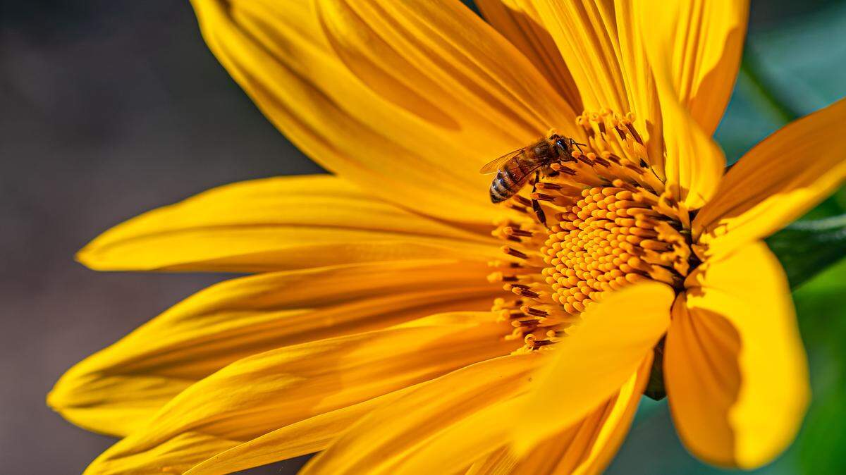 A honey Bee pollinates bright yellow rudbeckia flower in the sunshine on Nov. 19, 2025.