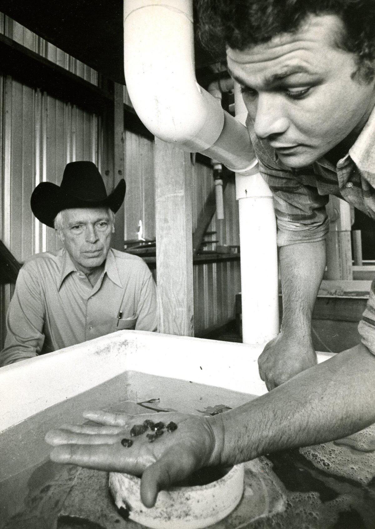 John Alexander, left, eyes Frank Oakes’ handful of tiny abalone in one of the nurseries at the California Marine Associates’ Abalone farm near Cayucos on Oct. 12, 1978.