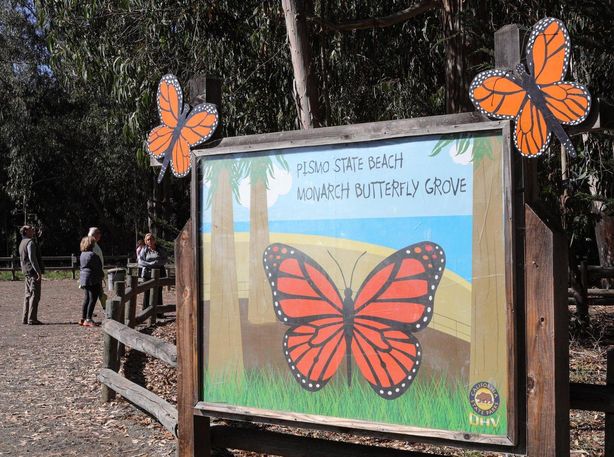 The Pismo State Beach Monarch Butterfly Grove season has begun and will run through February. Numbers as of Nov. 2, 2022, were higher than last year’s count.
