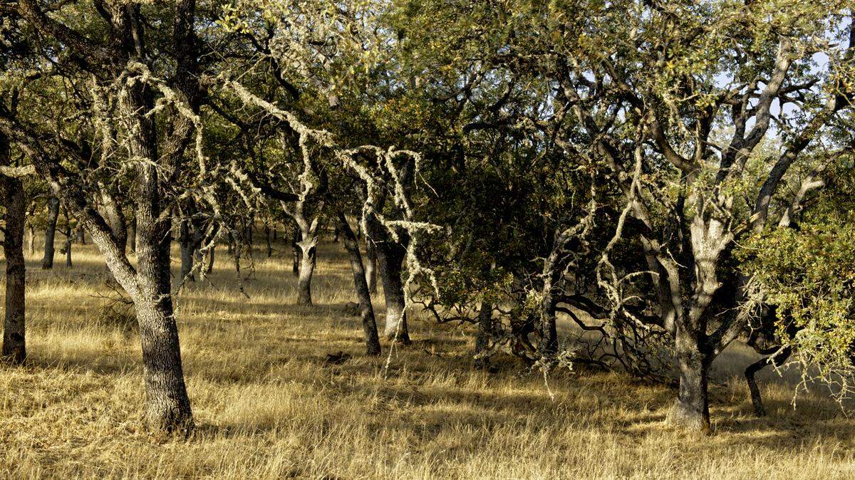 Santa Lucia Wilderness in Los Padres National Forest.