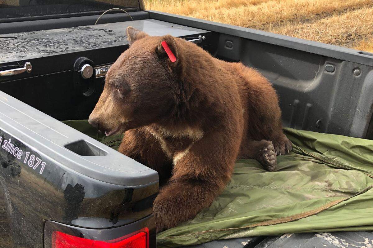 A black bear that wandered into the city of Lompoc on Tuesday recovers from being tranquilized before being released back into the wild about 10 miles south of town.