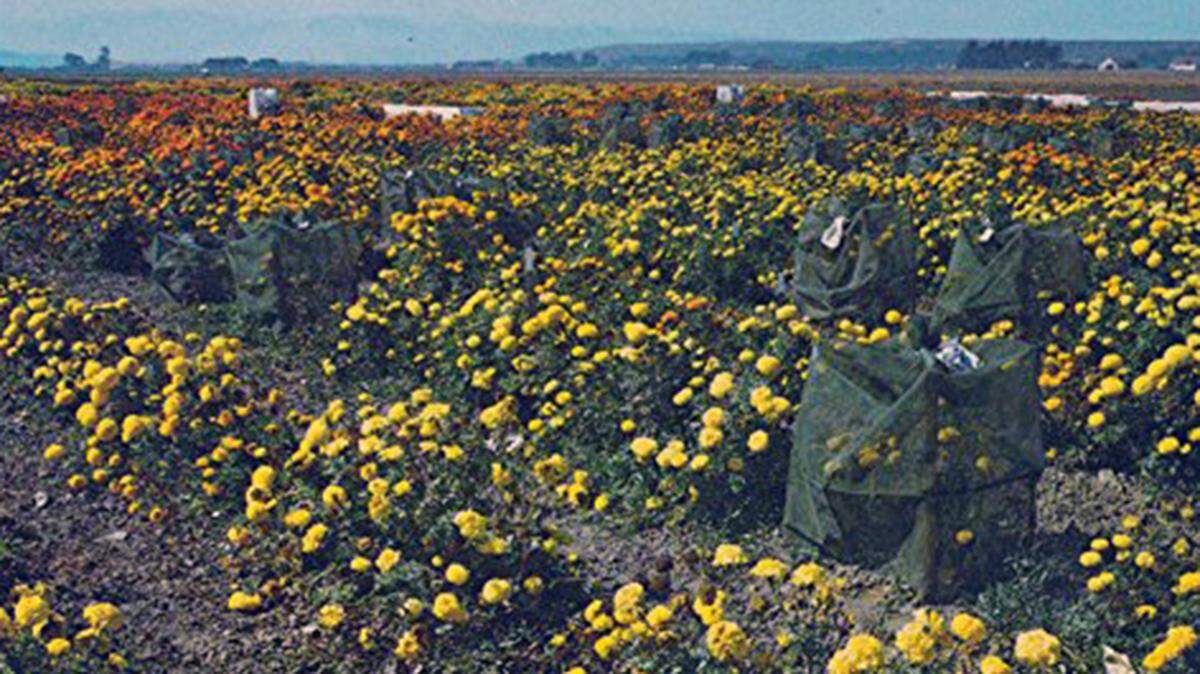 Postcard of flower fields with burlap bags to save the seeds in the Lompoc Valley in 1965.