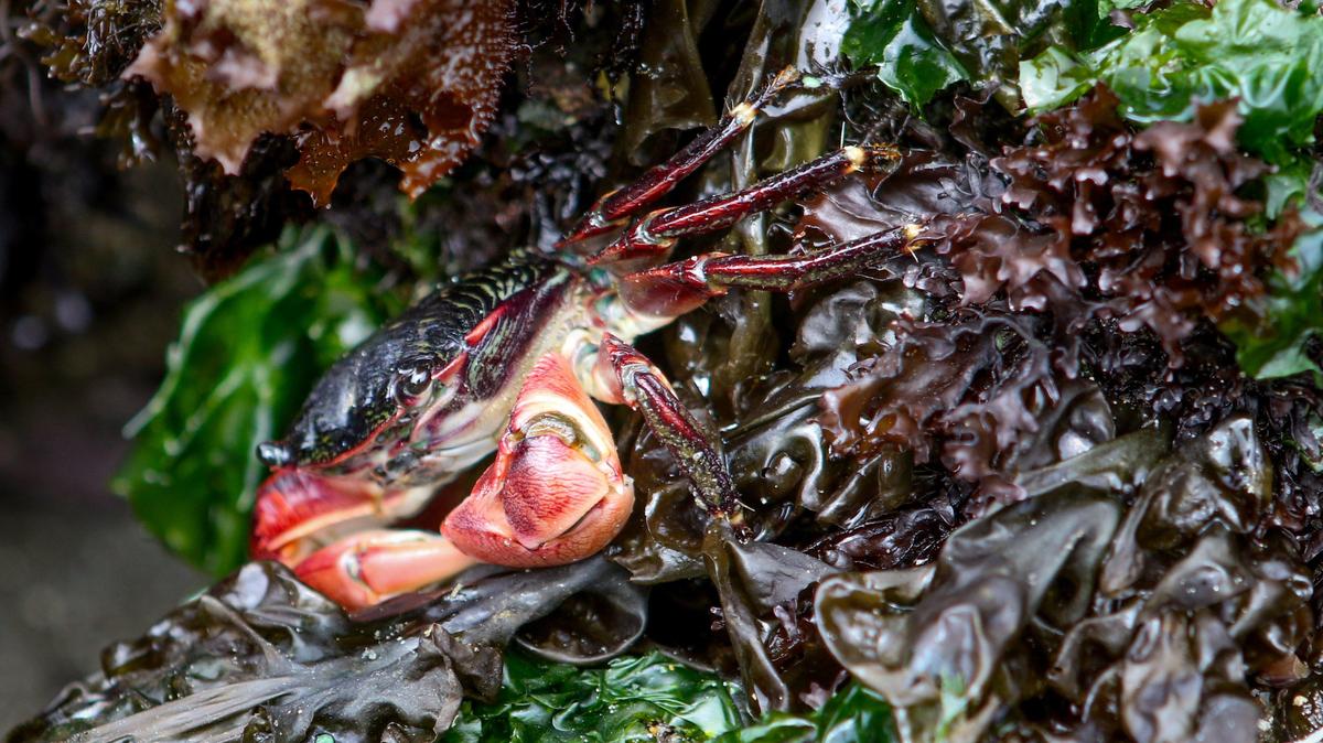 A crab patrols the tide pools of Cayucos. Once commonly found nearby, sea stars have been impacted by wasting syndrome from Alaska to Southern California, reducing their numbers.