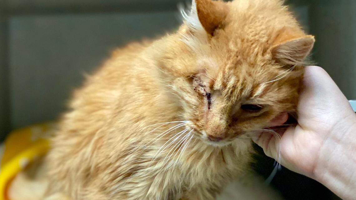 Captain Jack the one-eyed pirate cat has a ‘heart of gold.’ He needs a new home