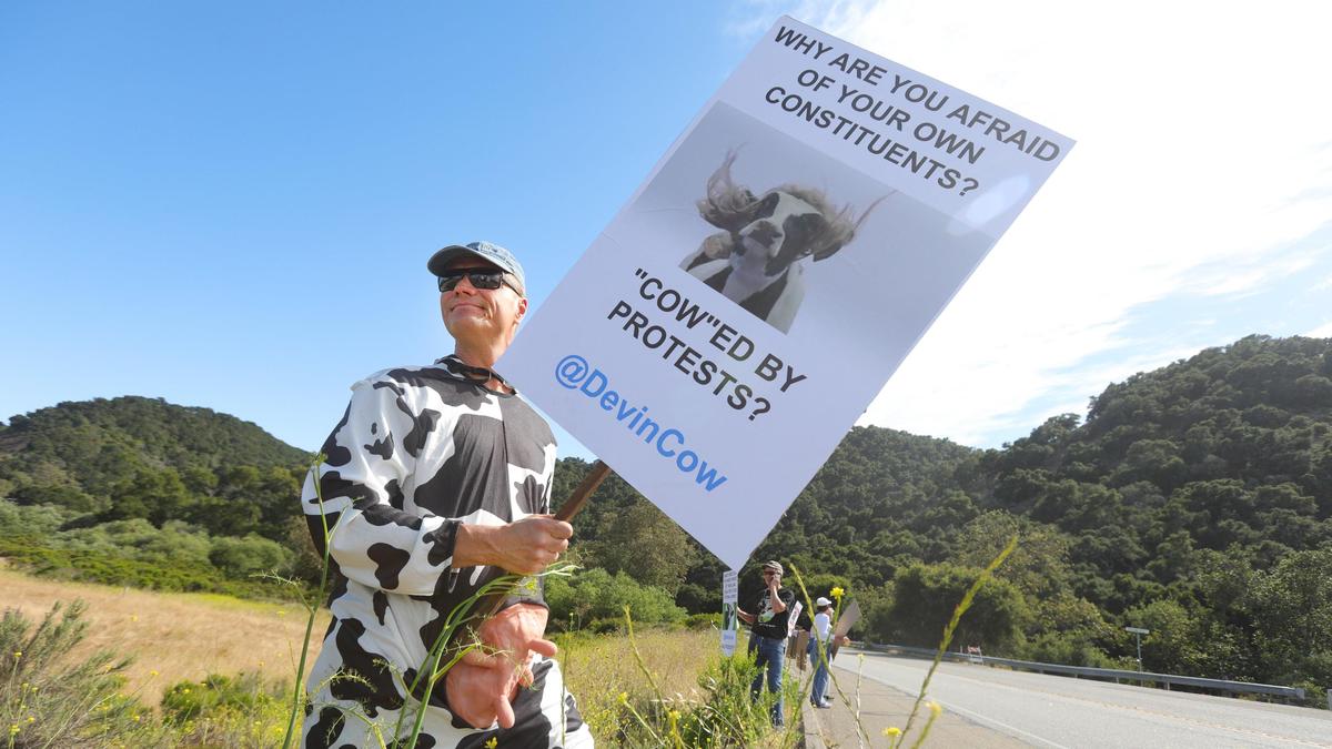 Eric Siemens wore a cow suit to protest a a Republican fundraiser headlined by Central Valley Congressman Devin Nunes. Siemens joined about 10 people with cowbells near the venue on Price Canyon Road in Pismo Beach.
