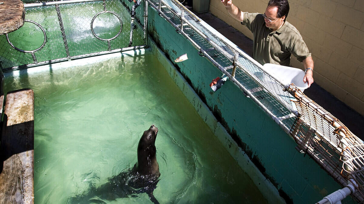 John Alcorn with the Morro Bay Aquarium feeds Rames, one of three sea lions at the facility.