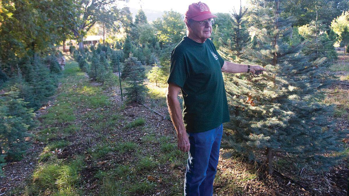 Fred Franks, a forester and former CDF unit chief, with a 7-year old tree that’s ready for this season.