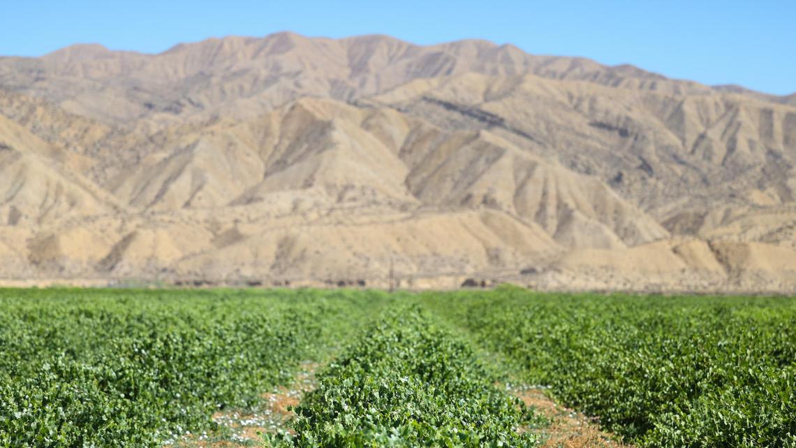 Andrew Jones, Sunridge Nurseries’ vice president of sales, said they propagate 16-20 million vines a year from their farm in the Cuyama Valley, shown here in contrast to the Caliente Mountains on July 26, 2022.