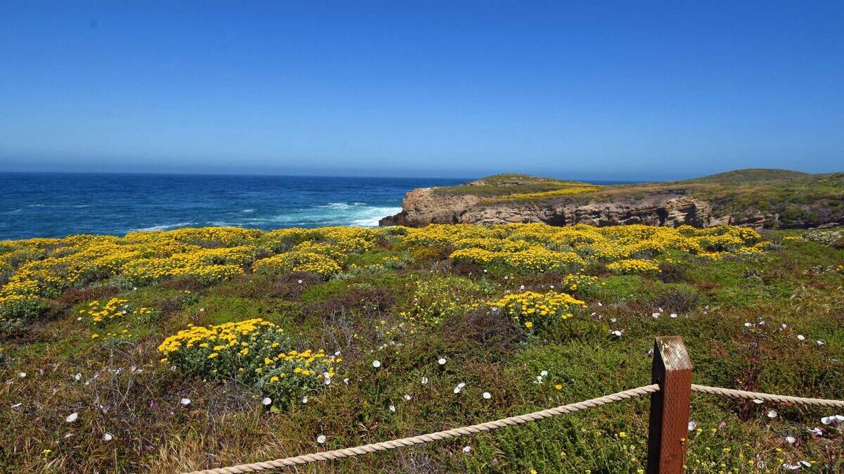 The coastline along Point Buchon Trail on the north Diablo Canyon lands near Montaña de Oro State Park.