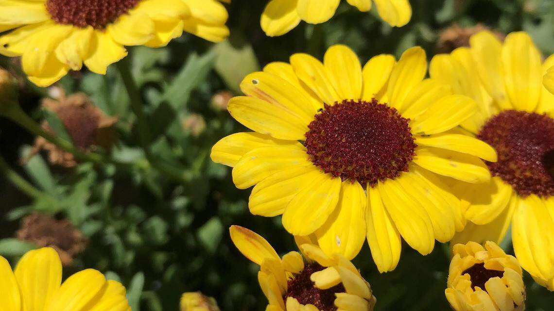 Grandaisy yellow is a bright, vigorous bushy plant with a head full of sunny yellow flowers. 