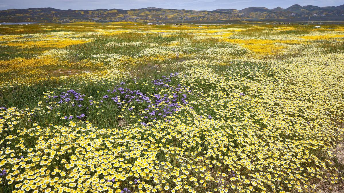 Tidy tips fill the foreground in California Valley as the Temblor range rises in background. Wildflower fans turned out along Highway 58 on April 7, 2023. A series of drenching atmospheric river storms filled creeks and made for a solid wildflower season.