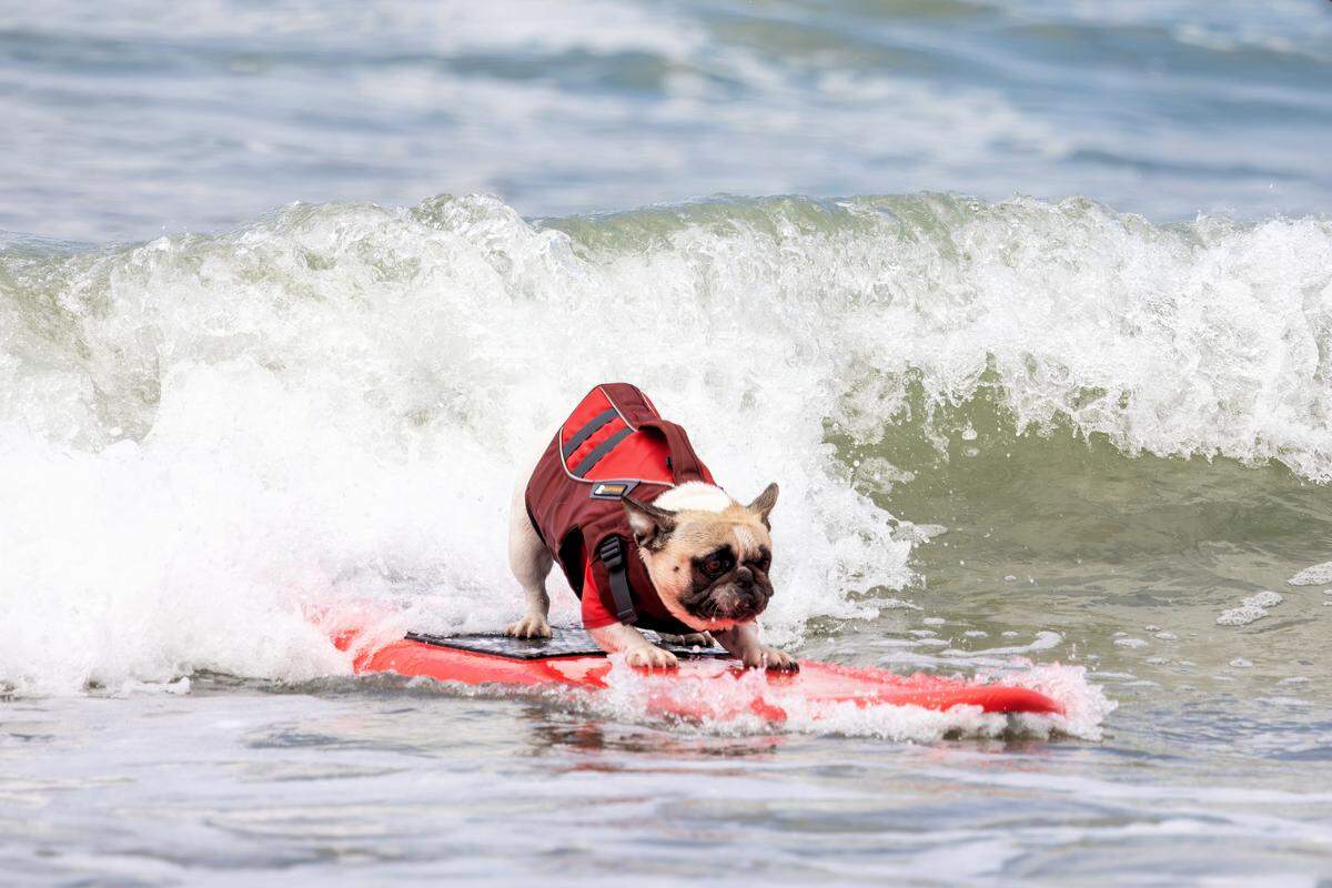 The World Dog Surfing Championships Exhibition Tour took over Pismo Beach on May 2, 2026.