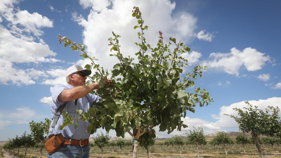 James Wegis looks over a fourth-year pistachio tree in the Cuyama Valley on June 22, 2022. Orchards take years to provide a return, while carrots are harvested the same year they are planted.