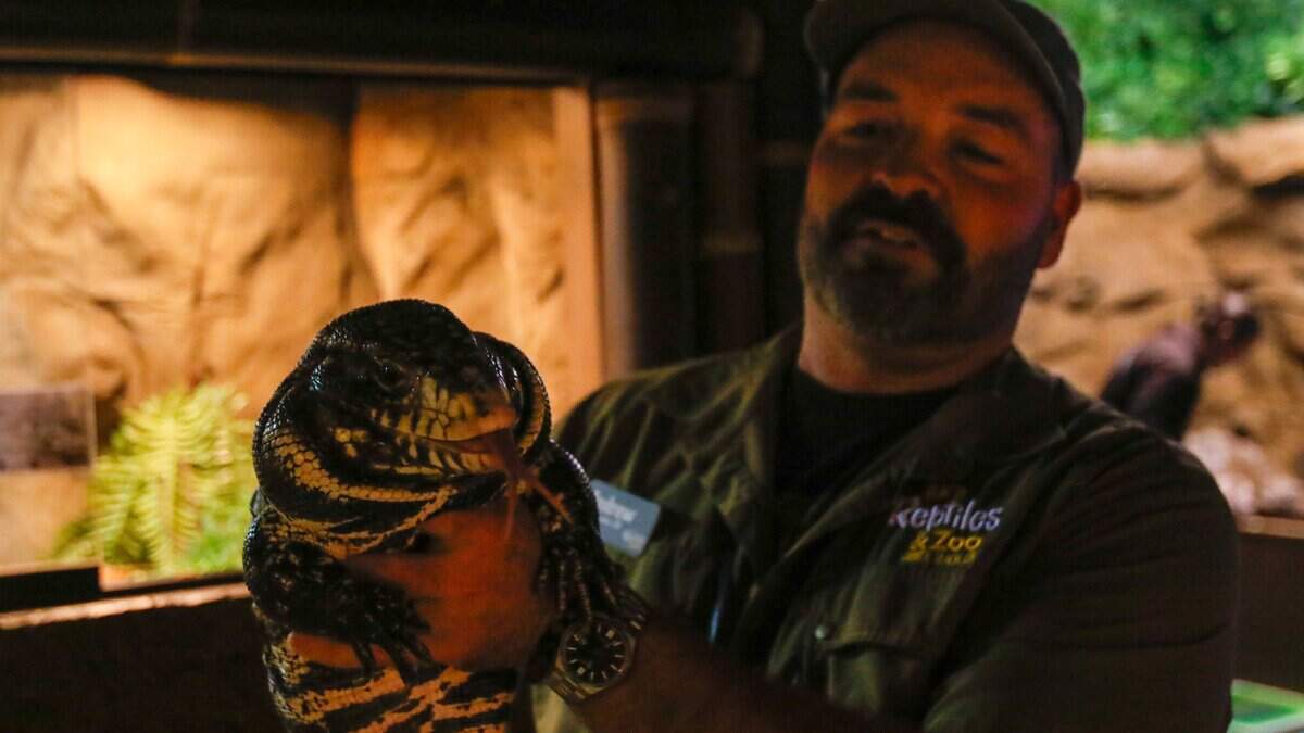 Owner Andrew Barton holds an Argentine black and white tegu at BK's Reptiles and Zoo on Friday, June 12, 2026. BK's opened in Grover Beach in May, carrying reptile products and offering zoo tours.