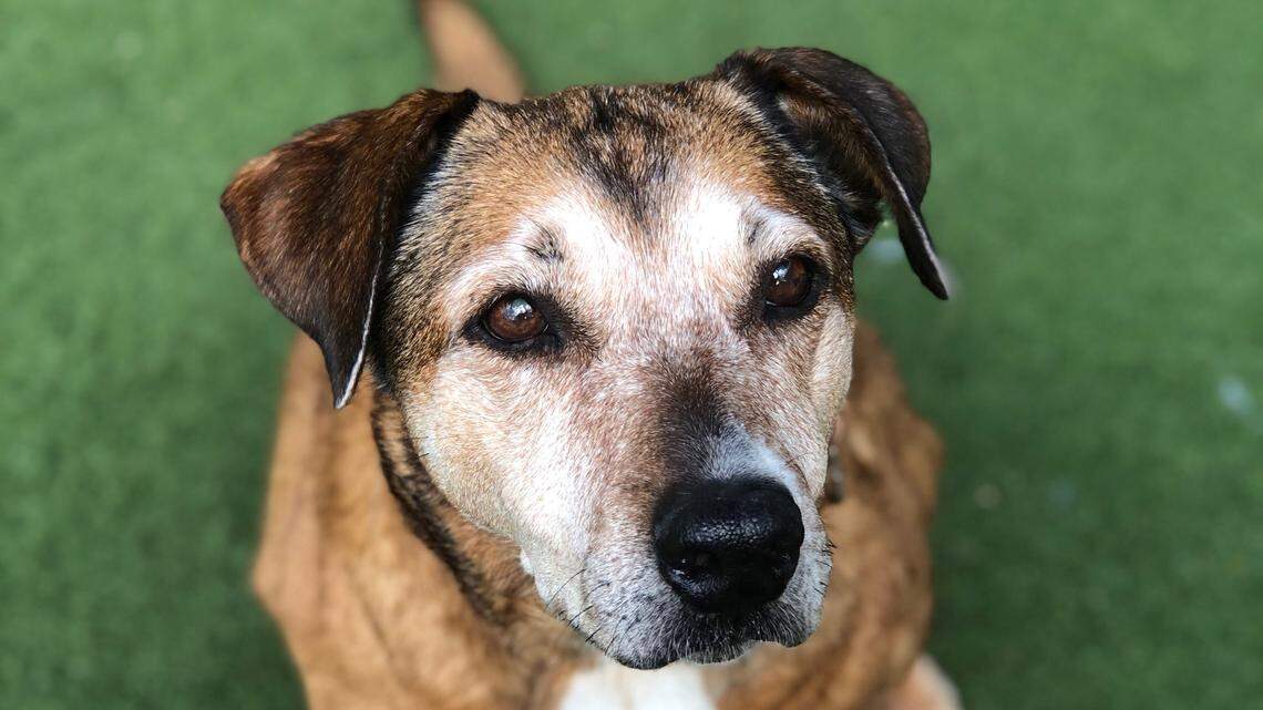 Pets are a doggone good distraction from coronavirus stress