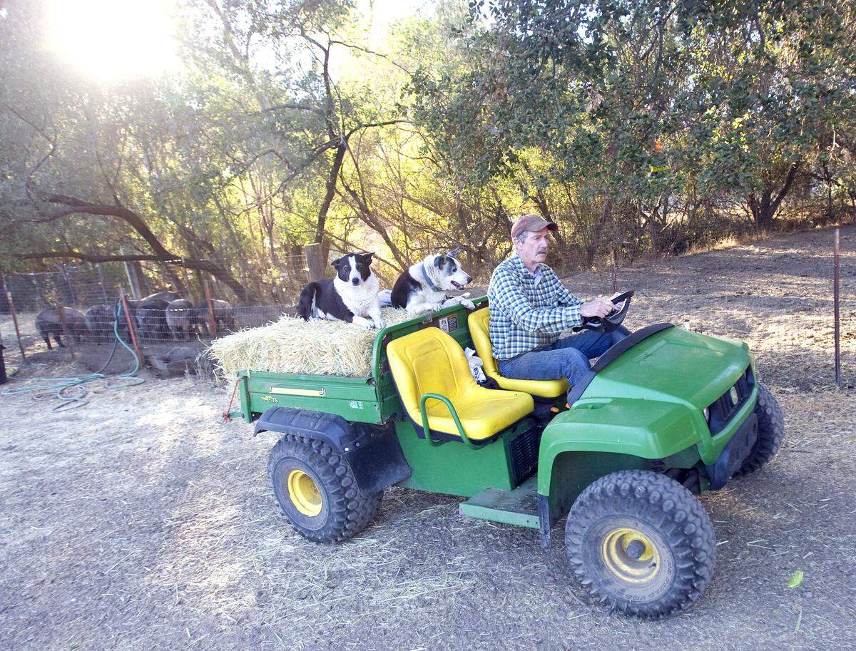 Jim Maguire takes hay and grain to pigs and sheep at Rinconada Dairy in Santa Margarita.