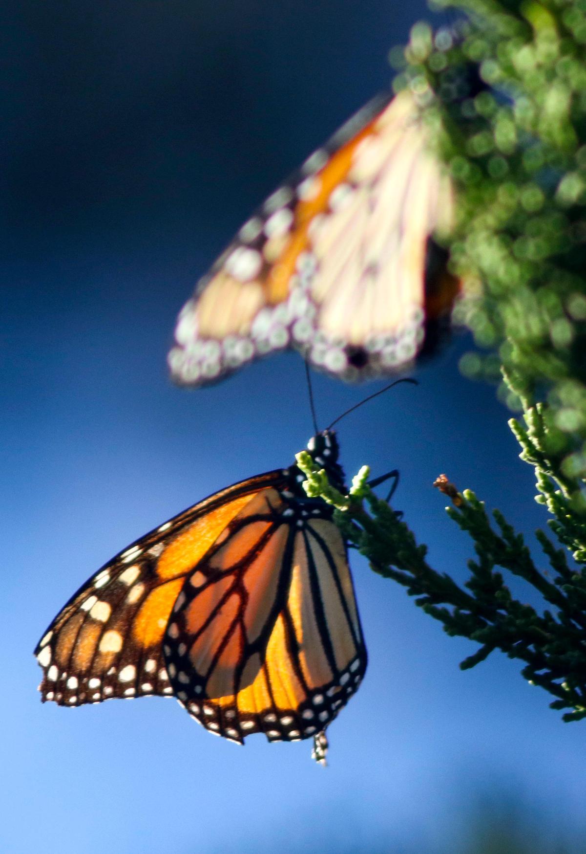 The monarch butterfly population in California has seen a steady decline in recent years. Though the population is nowhere near rebounding, the Pismo Beach grove did see an uptick in numbers this year, with more than double the number of butterflies wintering there than in the disastrous 2018.