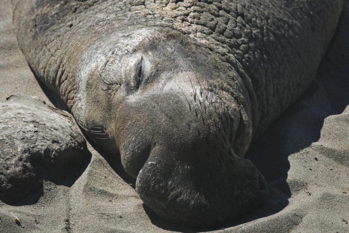 An adult male elephant seal sleeps in the sun near the Piedras Blancas Lighthouse on March 3, 2026.